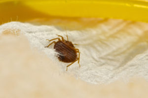 Preventing Bedbugs